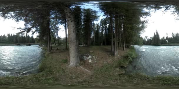 360 VR realidad virtual de un bosque salvaje. Bosque de pinos, pequeño río de montaña rápido y frío. Parque Nacional. — Vídeos de Stock