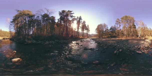 360 VR virtuelle Realität eines wilden Gebirges, Kiefernwaldes und Flusses fließt. Nationalpark, Wiese und Sonnenstrahlen. — Stockvideo