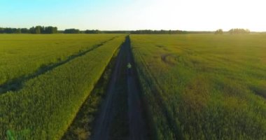 Kırsal yoldaki bir çim tarlasında bisiklet süren genç bir çocuğun hava manzarası. Güneş ışığı ve ışınlar.