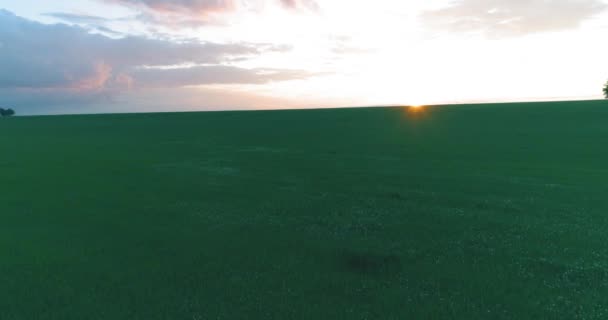 4K UHD aerial view. Low flight above rural summer landscape with endless green field at sunny summer evening. Sun rays on horizon. Fast horizontal movement. — Stock Video