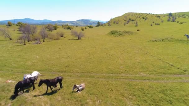 Vlucht over wilde paarden kudde op bergweide. Zomer bergen wilde natuur. Vrijheid ecologisch concept. — Stockvideo