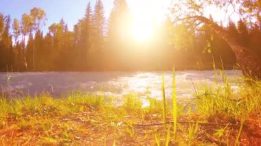 Dağ nehri kıyısındaki çayır. Yeşil çimlerle, çam ağaçlarıyla ve güneş ışınlarıyla kaplı bir manzara. Motorlu kaydırma kulesinde hareket.