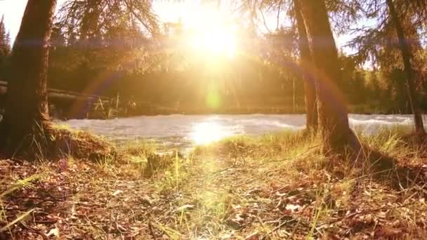 Prato sulla riva del fiume di montagna. Paesaggio con erba verde, pini e raggi del sole. Movimento su carrello scorrevole motorizzato. — Video Stock