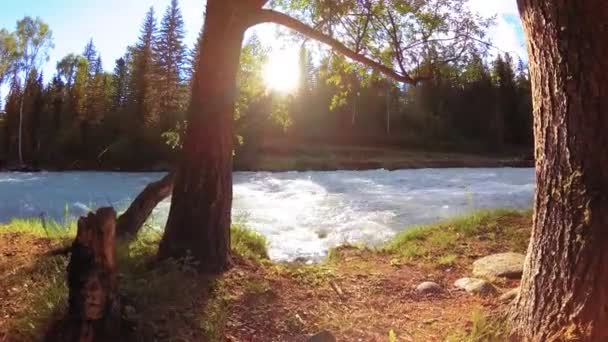 Prado na margem do rio da montanha. Paisagem com grama verde, pinheiros e raios de sol. Movimento em boneca deslizante motorizada. — Vídeo de Stock