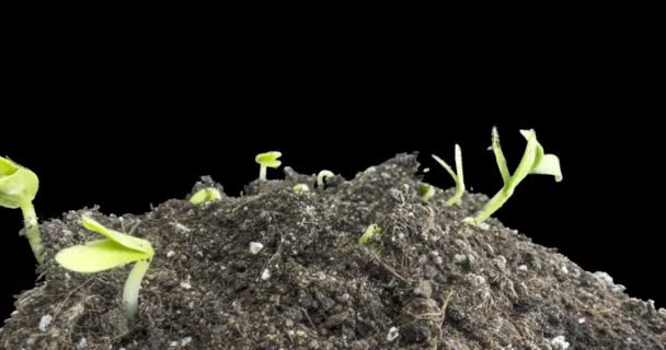 Pepino fresco que crece macro time-lapse. Primer plano de germinación y crecimiento de hojas diminutas. Concepto de comida vegana saludable. — Vídeos de Stock