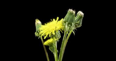 Karahindibanın zaman aşımına uğraması yakın görüş sağlıyor. Çiçek grubunun çiçek açtığı makro çekim. Yavaş çekim dönüşü. Siyah üzerine izole krom anahtar.