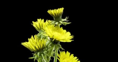 Karahindibanın zaman aşımına uğraması yakın görüş sağlıyor. Çiçek grubunun çiçek açtığı makro çekim. Yavaş çekim dönüşü. Siyah üzerine izole krom anahtar.