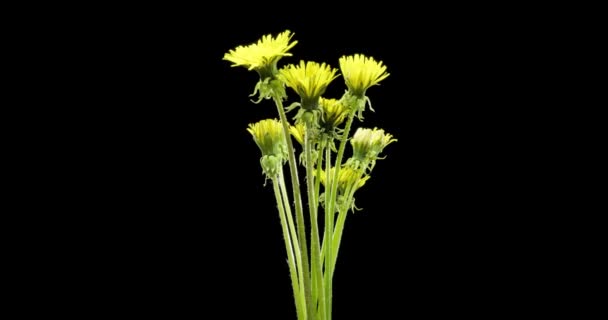 Lapso de tempo de dente-de-leão abertura vista de perto. Macro tiro de flores grupo florescendo. Rotação lenta. Chave croma isolado em preto. — Vídeo de Stock