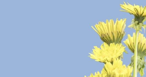 Karahindibanın zaman aşımına uğraması yakın görüş sağlıyor. Çiçek grubunun çiçek açtığı makro çekim. Yavaş çekim dönüşü. Siyah üzerine izole krom anahtar. — Stok video