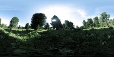 UHD 4K 360 VR yeşil dağ ormanı. Güneş ışığı ve gölge, çimen ve çam ağaçları.