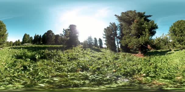UHD 4K 360 VR hutan pegunungan hijau. Sinar matahari dan bayangan, rumput dan pohon pinus. — Stok Video