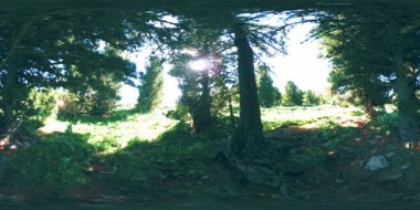 UHD 4K 360 VR yeşil dağ ormanı. Güneş ışığı ve gölge, çimen ve çam ağaçları.