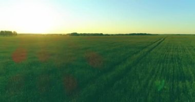 Yaz mevsiminde, sonsuz sarı manzaralı kırsal arazinin üzerinde alçak irtifa uçuşu. Ufuktaki güneş ışınları.