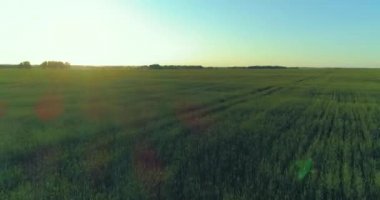 Yaz mevsiminde, sonsuz sarı manzaralı kırsal arazinin üzerinde alçak irtifa uçuşu. Ufuktaki güneş ışınları.