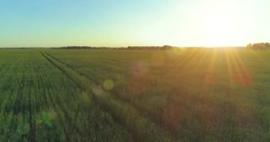 Yaz mevsiminde, sonsuz sarı manzaralı kırsal arazinin üzerinde alçak irtifa uçuşu. Ufuktaki güneş ışınları.