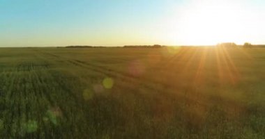Yaz mevsiminde, sonsuz sarı manzaralı kırsal arazinin üzerinde alçak irtifa uçuşu. Ufuktaki güneş ışınları.