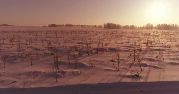 Flygdrönare syn på kallt vinterlandskap med arktiska fält, träd täckta med frost snö och morgonsol strålar över horisonten. — Stockvideo