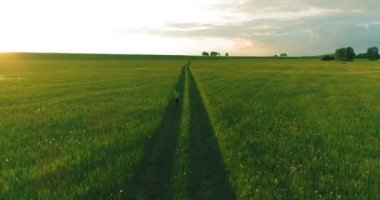 Sportif çocuk yeşil buğday tarlasında koşuyor. Kırsal çayırlarda akşam sporu alıştırmaları. Mutlu bir çocukluk sağlıklı bir yaşam biçimidir. Radikal hareket, güneş ışınları ve ot.