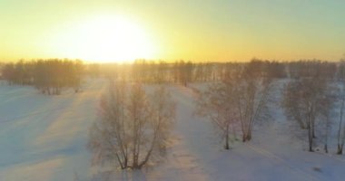 Arktik çayırlı soğuk kış manzarası, karla kaplı ağaçlar ve ufukta sabah güneşleri..