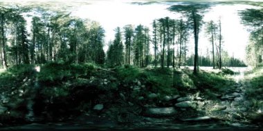 Vahşi bir ormanın 360 VR sanal gerçekliği. Çam ormanı, küçük, hızlı, soğuk dağ nehri. Ulusal park.