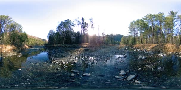 360 VR virtuell verklighet av en vild berg, tallskog och flod strömmar. Nationalpark, ängs- och solstrålar. — Stockvideo