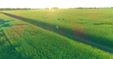 Kırsal yoldaki bir çim tarlasında bisiklet süren genç bir çocuğun hava manzarası. Güneş ışığı ve ışınlar.