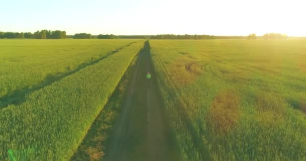 Luftaufnahme eines kleinen Jungen, der mit dem Fahrrad durch ein Weizengrasfeld auf der alten Landstraße fährt. Sonnenlicht und Sonnenstrahlen. — Stockvideo