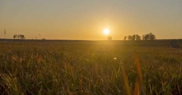 Plat colline prairie timelapse à l'heure du coucher du soleil d'été. Nature sauvage et prairie rurale. Rayons solaires et arbres. Curseur de poupée motorisé — Video