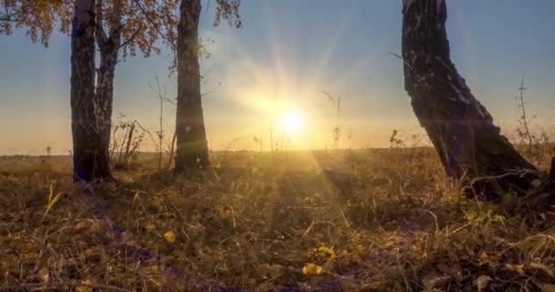 Čas louky uplyne v létě nebo na podzim. Venkovské čarodějnické sluneční paprsky, stromy a zelená tráva. Motorizovaný posuvník při západu slunce — Stock video