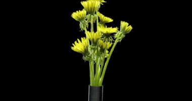 Karahindibanın zaman aşımına uğraması yakın görüş sağlıyor. Çiçek grubunun çiçek açtığı makro çekim. Yavaş çekim dönüşü. Siyah üzerine izole krom anahtar.