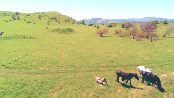 Letí nad divokými koňmi stáda na horské louce. Letní hory divoká příroda. Koncept ekologie svobody. — Stock video