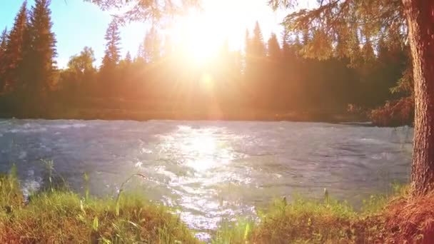 Meadow at mountain river bank. Landscape with green grass, pine trees and sun rays. Movement on motorised slider dolly. — Stock Video