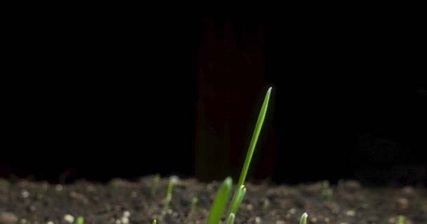 Grama fresca crescendo macro time-lapse. Closeup de germinação e crescimento de culturas minúsculas de cereais de grama. Trigo, aveia ou cultura de cevada. Movimento panorâmico motorizado. — Vídeo de Stock
