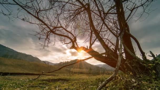 Lapso de tempo da árvore da morte e grama amarela seca na paisagem montanhosa com nuvens e raios de sol. Movimento deslizante horizontal — Vídeo de Stock