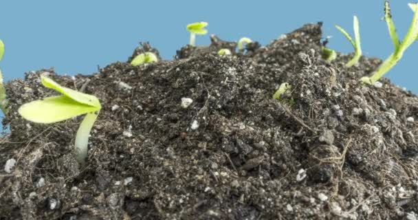 Fresh cucumber growing macro time-lapse. Closeup of germination and growth of tiny leaves. Healthy vegan food concept. — Stock Video