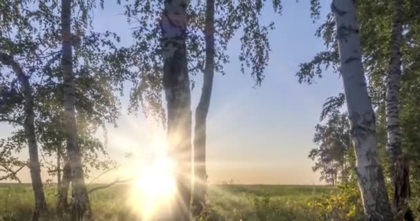 Timelapse pradera en el verano u otoño. Campo rural bruja rayos del sol, árboles y hierba verde. Movimiento deslizante de dolly motorizado — Vídeos de Stock