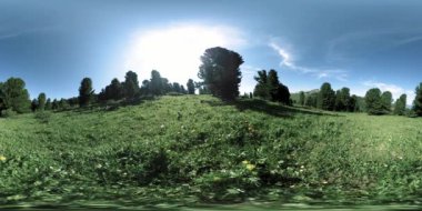UHD 4K 360 VR yeşil dağ ormanı. Güneş ışığı ve gölge, çimen ve çam ağaçları.