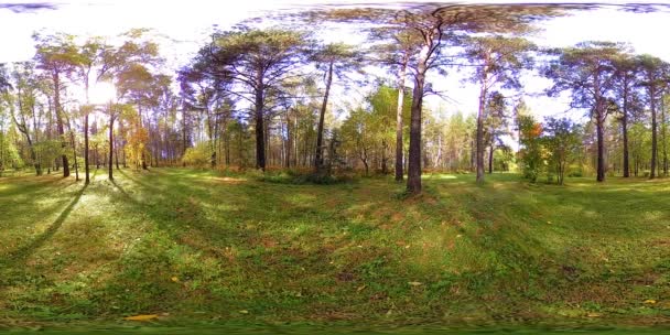 UHD 4K 360 VR Realidade Virtual de uma área de recreação do parque da cidade. Árvores e grama verde no outono ou no dia de verão — Vídeo de Stock