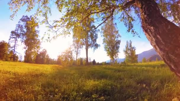 Prairie rurale ensoleillée au paysage de montagne avec herbe verte, arbres et rayons du soleil. Mouvement diagonal sur poupée coulissante motorisée. — Video