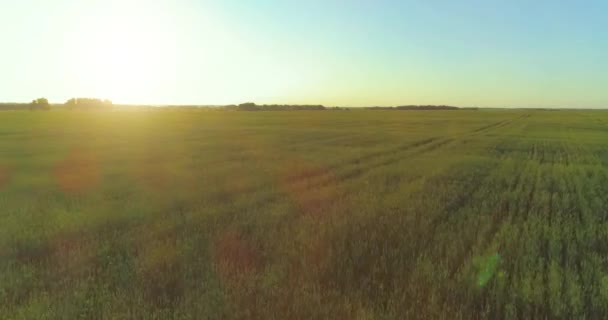 Lot na małej wysokości nad wiejskim polem letnim z niekończącym się żółtym krajobrazem w letni słoneczny wieczór. Promienie słoneczne na horyzoncie. — Wideo stockowe