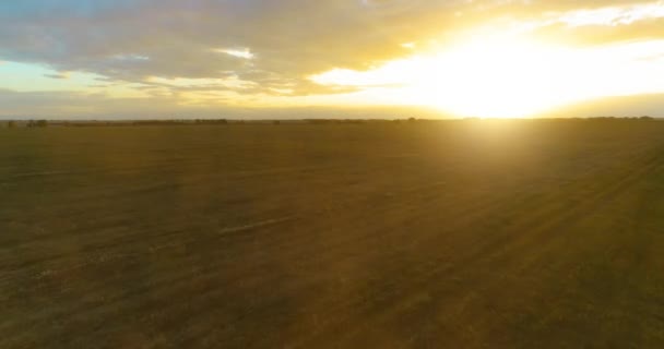 Voo acima da paisagem rural de verão com infinito campo amarelo na noite de verão ensolarada. Terras agrícolas no Outono nascer do sol — Vídeo de Stock