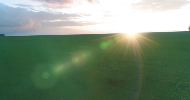 Vista aérea 4K UHD. Vuelo bajo sobre el paisaje rural de verano con campo verde sin fin en la soleada noche de verano. Rayos de sol en el horizonte. Movimiento horizontal rápido. — Vídeo de stock