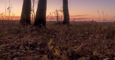 Yazın ya da sonbaharda çayır zamanlaması. Kırsal alan cadısı güneş ışınları, ağaçlar ve yeşil çimenler. Gün doğumunda motorlu oyuncak bebek kaydırıcısı