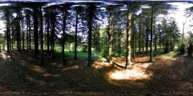 Bir şehir parkının UHD 4K 360 VR Sanal Gerçekliği. Sonbaharda ya da yaz gününde ağaçlar ve yeşil çimenler