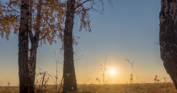 Yazın ya da sonbaharda çayır zamanlaması. Kırsal alan cadısı güneş ışınları, ağaçlar ve yeşil çimenler. Gün batımında motorlu doli kaydırıcı — Stok video