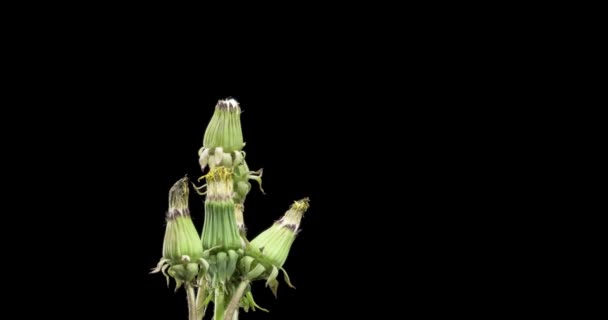 Lapso de tempo de dente-de-leão abertura vista de perto. Macro tiro de flores grupo florescendo. Rotação lenta. Chave croma isolado em preto. — Vídeo de Stock