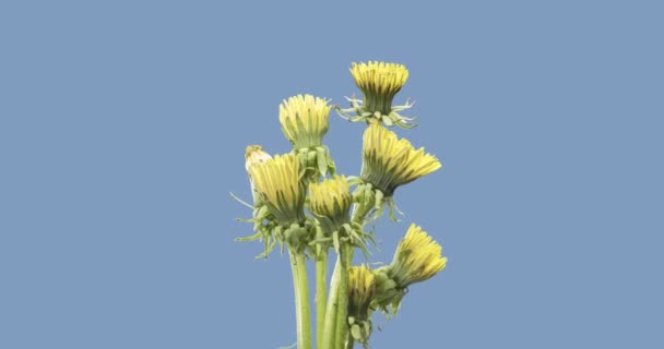 Lapso de tempo de dente-de-leão abertura vista de perto. Macro tiro de flores grupo florescendo. Rotação lenta. Chave croma isolado em preto. — Vídeo de Stock