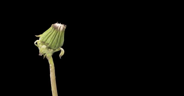 A pitypang időeltolódása közelről megnyílik. Macro hajtás virágok csoport virágzik. Lassan mozgó forgás. Izolált krómkulcs fekete alapon. — Stock videók