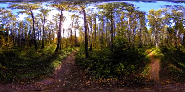 Bir şehir parkının UHD 4K 360 VR Sanal Gerçekliği. Sonbaharda ya da yaz gününde ağaçlar ve yeşil çimenler — Stok video