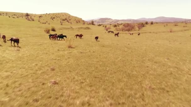 Flyvning over vilde heste besætning på bjerget eng. Sommer bjerge vilde natur. Frihed økologi koncept. – Stock-video